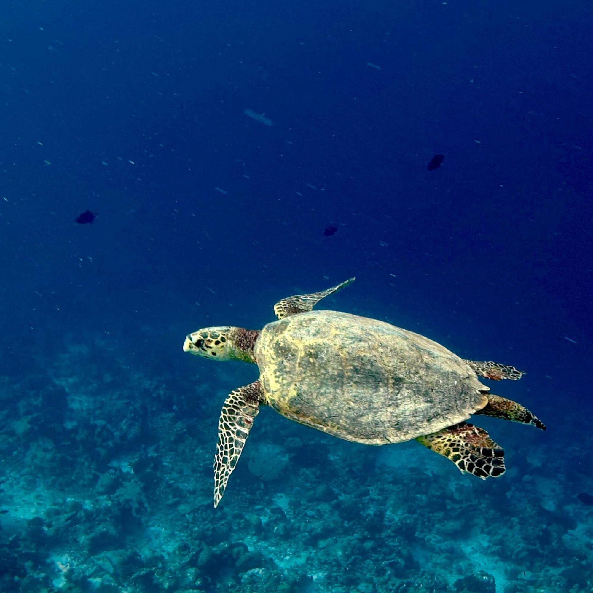 Three Hearts And Penzion Fulhadhoo